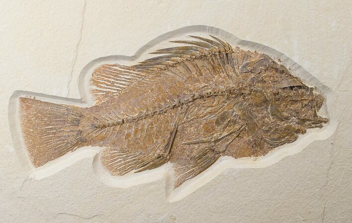 Large Priscacara Fossil Fish - Wyoming #15577